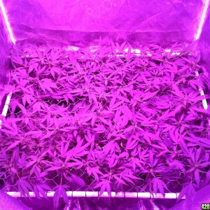 Grape Ape LED ScroG