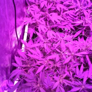 Grape Ape LED ScroG