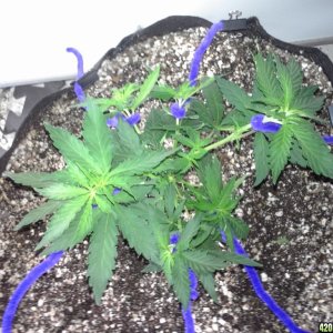 White Rhino LST