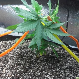 White Rhino LST