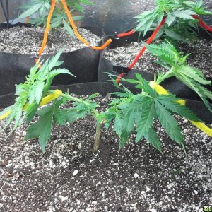 White Rhino LST