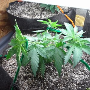 White Rhino LST