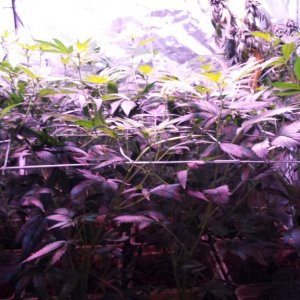 reserva privada og #18 1200w LED (560w actual consumption) dutch pot hydro