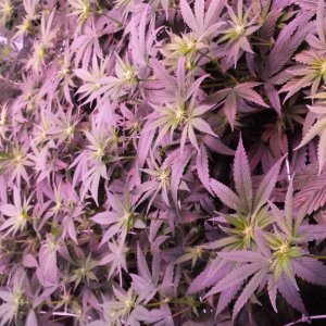 reserva privada og #18 1200w LED (560w actual consumption) dutch pot hydro