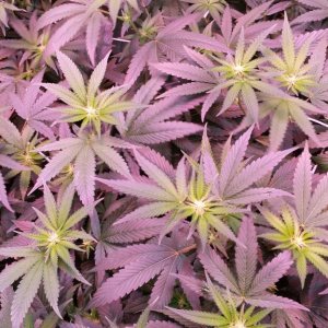 reserva privada og #18 1200w LED (560w actual consumption) dutch pot hydro