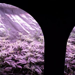 reserva privada og #18 1200w LED (560w actual consumption) dutch pot hydro