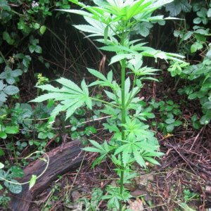 Outdoor plants / Middle veg / Guerilla / Italy