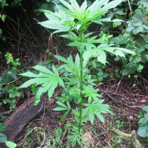 Outdoor plants / Middle veg / Guerilla / Italy