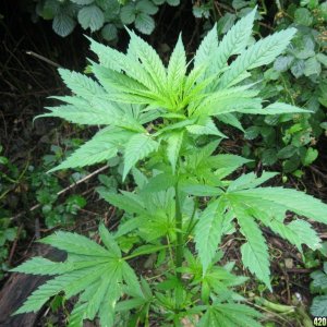 Outdoor plants / Middle veg / Guerilla / Italy