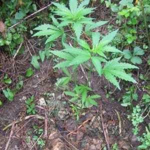 Outdoor plants / Middle veg / Guerilla / Italy