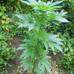 Outdoor plants / Middle veg / Guerilla / Italy