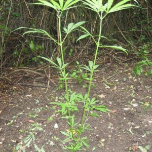 Outdoor plants / Middle veg / Guerilla / Italy