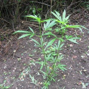 Outdoor plants / Middle veg / Guerilla / Italy