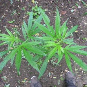 Outdoor plants / Middle veg / Guerilla / Italy