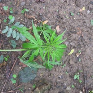 Outdoor plants / Middle veg / Guerilla / Italy