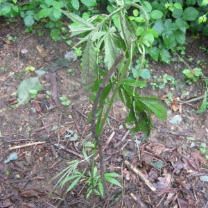 Outdoor plants / Middle veg / Guerilla / Italy