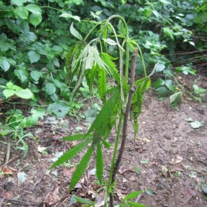 Outdoor plants / Middle veg / Guerilla / Italy