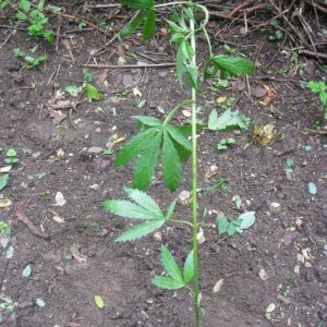 Outdoor plants / Middle veg / Guerilla / Italy