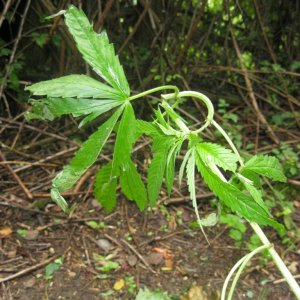 Outdoor plants / Middle veg / Guerilla / Italy