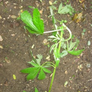 Outdoor plants / Middle veg / Guerilla / Italy