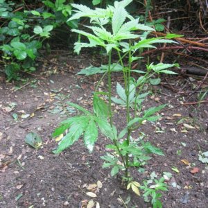 Outdoor plants / Middle veg / Guerilla / Italy