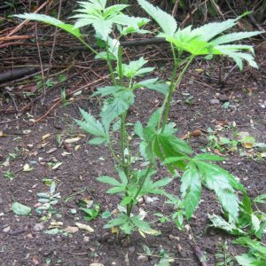 Outdoor plants / Middle veg / Guerilla / Italy