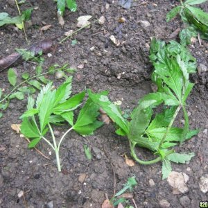 Outdoor plants / Middle veg / Guerilla / Italy