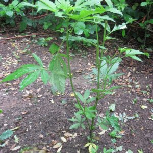 Outdoor plants / Middle veg / Guerilla / Italy