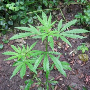 Outdoor plants / Middle veg / Guerilla / Italy