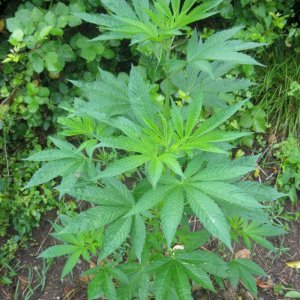 Outdoor plants / Middle veg / Guerilla / Italy