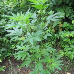 Outdoor plants / Middle veg / Guerilla / Italy