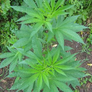 Outdoor plants / Middle veg / Guerilla / Italy