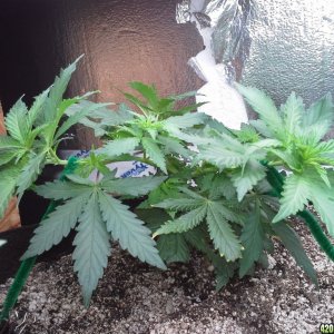 White Rhino LST