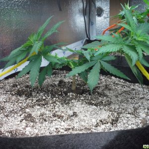 White Rhino LST