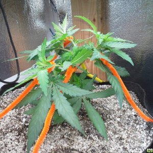 White Rhino LST