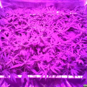 Grape Ape LED ScroG