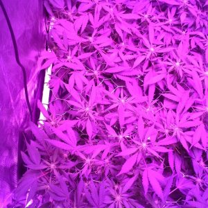 Grape Ape LED ScroG