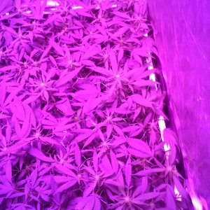 Grape Ape LED ScroG