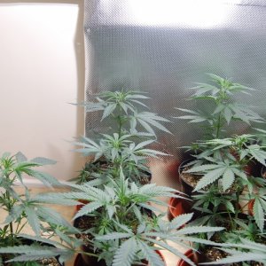 GROW JOURNAL : SUPER LEMON HAZE