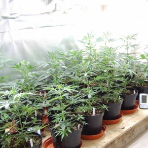 GROW JOURNAL : SUPER LEMON HAZE