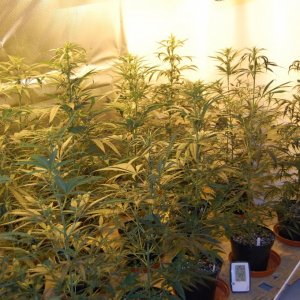 GROW JOURNAL : SUPER LEMON HAZE