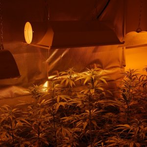 GROW JOURNAL:  SUPER LEMON HAZE