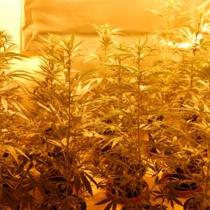 GROW JOURNAL:  SUPER LEMON HAZE