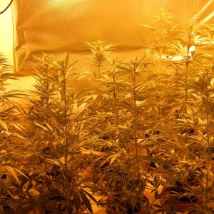 GROW JOURNAL:  SUPER LEMON HAZE