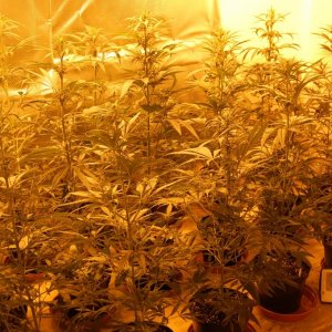 GROW JOURNAL:  SUPER LEMON HAZE