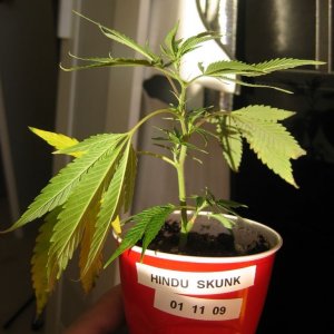 Hindu Skunk