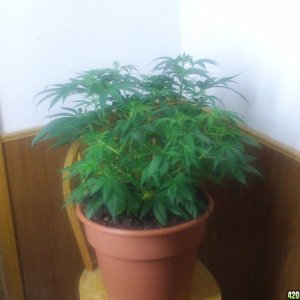 weed_0112