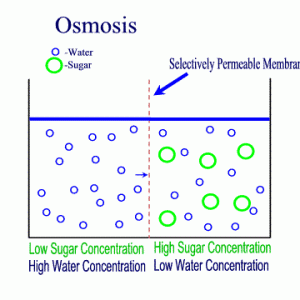 osmosis