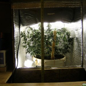 super stealth grow