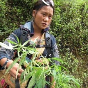 Vietnam Marijuana